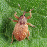 Black-beaked Green Weevil - Hypera nigrirostris