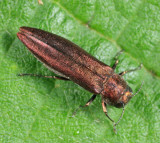 Agrilus pseudocoryli