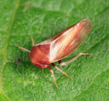 Oncopsis sp.