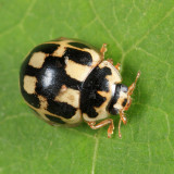 Fourteen-spotted Lady Beetle - Propylea quatuordecimpunctata