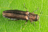 Agrilus sp.