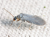 Coniopterygidae