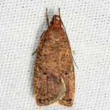  0955  Oak Leaftier Moth  Psilocorsis quercicella