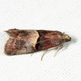  5672 – Cordovan Pyralid Moth – Acrobasis exsulella