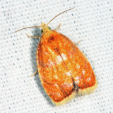 3504 - Blueberry Leaftier Moth - Acleris curvalana