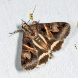 8641 - Figure-seven Moth - Drasteria grandirena