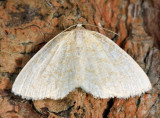 6677 - Yellow-dusted Cream - Cabera erythemaria