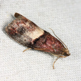 5672 – Cordovan Pyralid Moth – Acrobasis exsulella