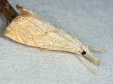 5489 – Peppered Haimbachia Moth – Haimbachia placidella