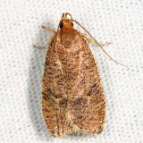 0957  Dotted Leaftier Moth  Psilocorsis reflexella