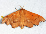 7659 - Scalloped Sack-bearer - Lacosoma chiridota