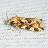 3760.2  Aethes sexdentata