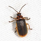 Water-lily Beetle - Galerucella nymphaeae