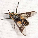 Chrysops callidus