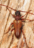 Lepturopsis biforis