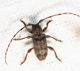 Ecyrus dasycerus