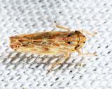Painted Leafhopper - Endria inimica