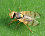 Knapweed Gall Fly - Urophora affinis