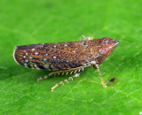 Scaphytopius nigrifrons