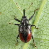 Cranberry Weevil - Anthonomus musculus