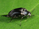 Mordella lunulata