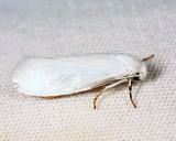 0200.1  Bogus Yucca Moth  Prodoxus decipiens
