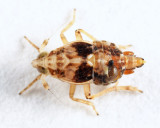 Megamelus distinctus