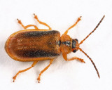 Black-margined Loosestrife Beetle - Neogalerucella calmariensis