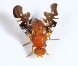 Paramyiolia nigricornis