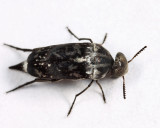 Mordella marginata