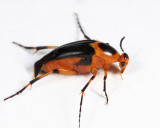 Macrosiagon limbata
