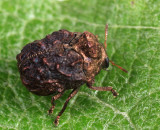 Neochlamisus bebbianae