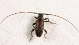 Hyperplatys aspersa