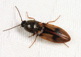 Two-spotted Click Beetle - Pseudanostirus propolus