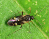 Obscure Plant Bug - Plagiognathus obscurus