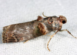 5588 – Orange-tufted Oneida Moth – Oneida lunulalis
