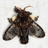4677 - Hag Moth - Phobetron pithecium