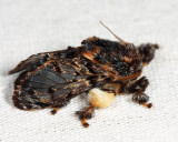 4677 - Hag Moth - Phobetron pithecium