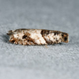 3277 Rhopobota dietziana