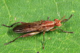 Sepedon gracilicornis