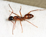 Camponotus americanus