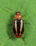 Lebia solea