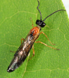 Hemitaxonus dubitatus