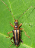 Metacmaeops vittata