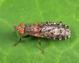 Dictya atlantica