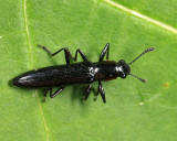 Slender Lizard Beetle - Acropteroxys gracilis