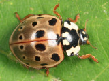 Eye-spotted Lady Beetle - Anatis mali