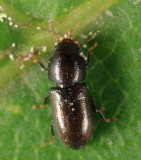 Orthocis punctatus