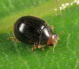 Diomus terminatus