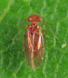 Ectopsocopsis cryptomeriae